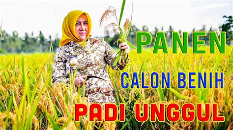 Bupati Musi Rawas Panen Calon Benih NS Dan BS Padi Unggul Kab Musi