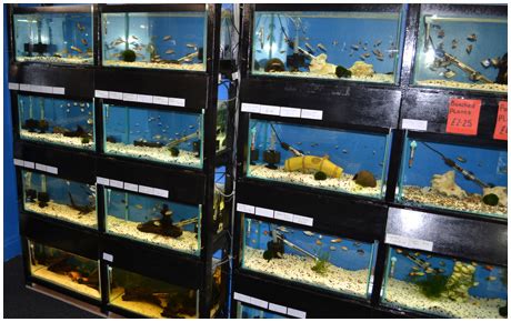 Pet Store Fish Tanks Hi Res Stock Photography And Images Alamy