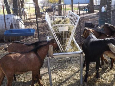 Noah L And Sue A Goddard Home Made Hay Feeder Hay Feeder Goat Playground Mini Goats