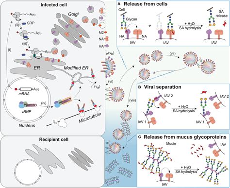 Frontiers Influenza A Virus Cell Entry Replication Virion Assembly