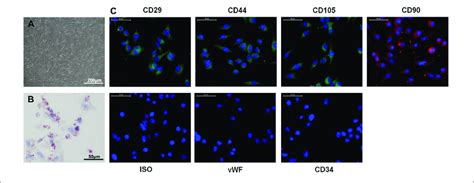 Characteristics Of Adscs A Typical Fibroblastic Like Morphology Of Download Scientific