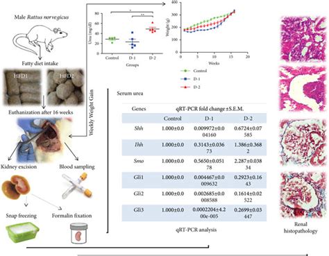 Hfd Induces Remarkable Variations In Hedgehog Pathway Genes