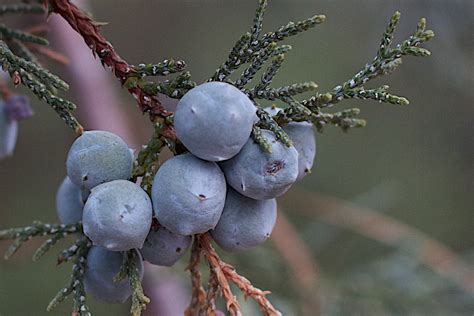 Free Images Tree Branch Blossom Fruit Berry Leaf Flower Frost