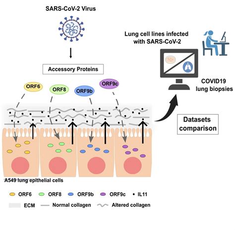 Emmanuel On Twitter Sars Cov Accessory Proteins Inflammatory