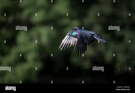 Rock Dove Or Common Pigeon Or Feral Pigeon In Flight Landscape Image