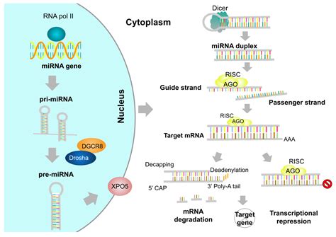 Molecules Free Full Text The Emerging Role Of Micrornas In Bone