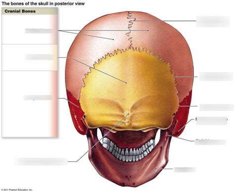 Skull Posterior View Diagram Quizlet