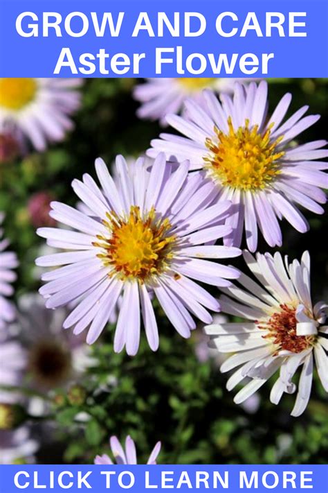 Aster Flower: A Care Guide | Aster flower, Plants, Flowers