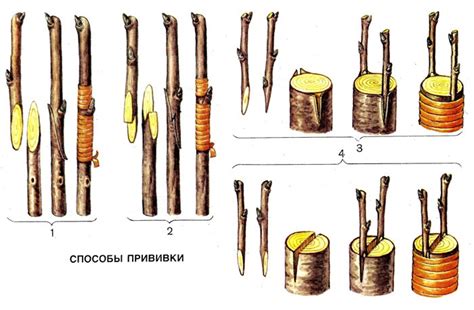 Слива. Посадка, выращивание, уход. | Строительный портал