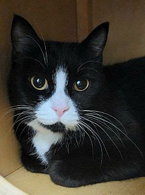 Silverdale Wa Domestic Shorthair Meet Oreo A Pet For Adoption