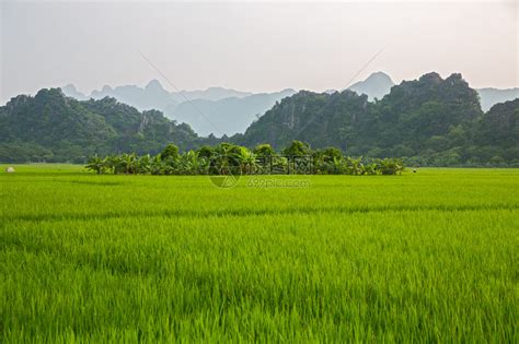 越南的水稻种植园高清图片下载 正版图片503348185 摄图网