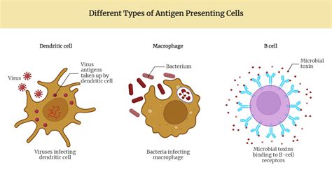 Antigen Presenting Cells - Rethink Biology Notes