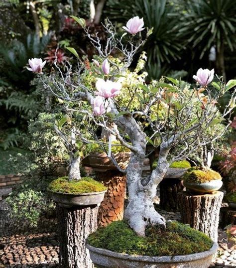 Best Magnolia Bonsai Tree Pictures Balcony Garden Web