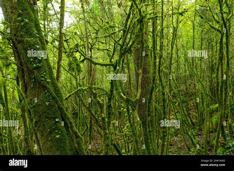 Mossy Dense Temperate Forest Of Roquefort Les Cascades Ariège France