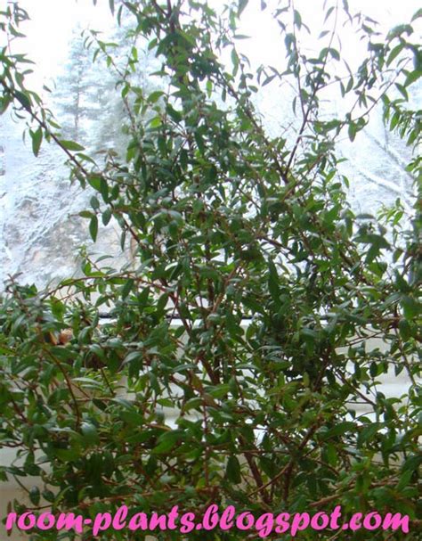 Plants The Soul Of Your Flat A Myrtle Care How To Grow Myrtus