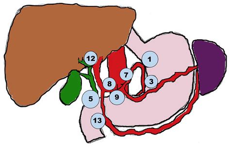 Cancers Free Full Text Surgical Aspects Of Intrahepatic