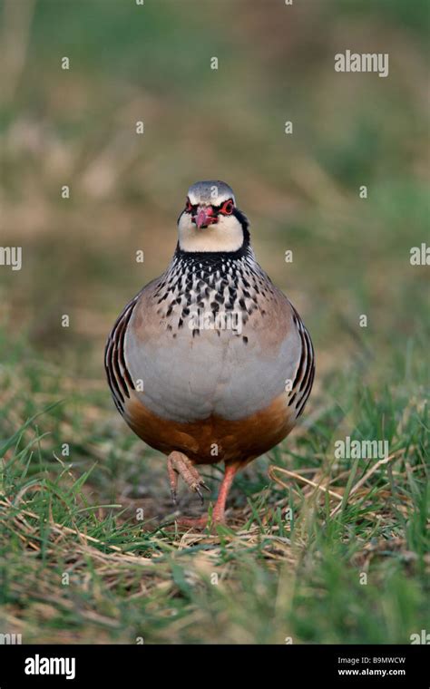 Red Legged Partridge Alectoris Rufa Stock Photo Alamy