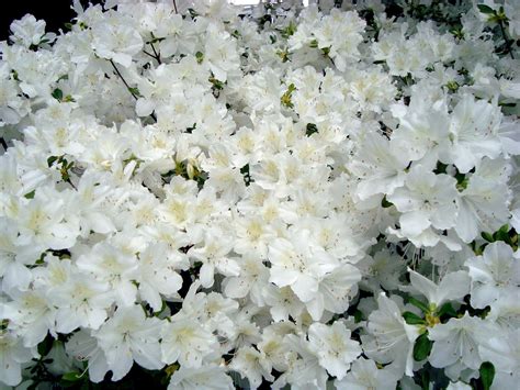 White Azalea Planting Flowers White Azalea Flower Images