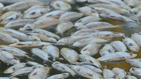 Por qué están apareciendo millones de peces muertos en ríos de