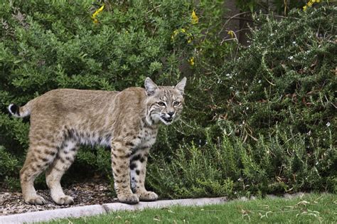 Large male bobcat by makeupmagic | ePHOTOzine