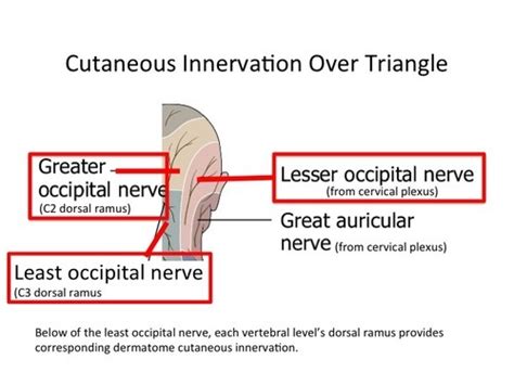 Greater Occipital Nerve Innervation