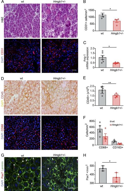 High Expression Of Hmgb1 Is Required For Optimal Skeletal Muscle