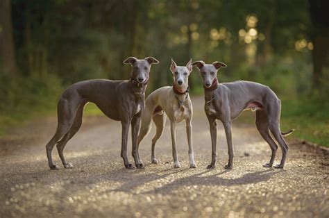 Whippet Dog Breed - Native Breed.org