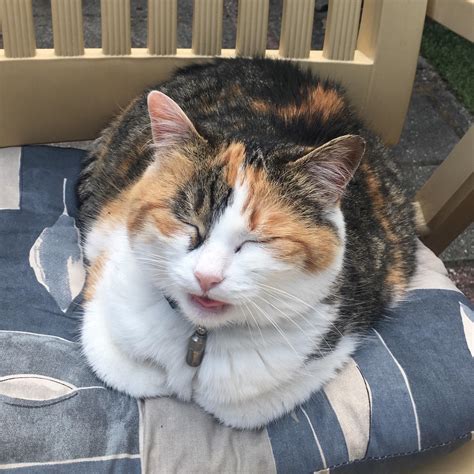 Delightfully Chubby Loaf With Blep Rcats