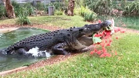 Spectacular Show of Crocodile Bite Strength Caught on Video - Videos from The Weather Channel