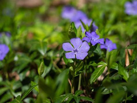 Lesser Periwinkle Vinca Minor Blooming In Park With Purple Flowers