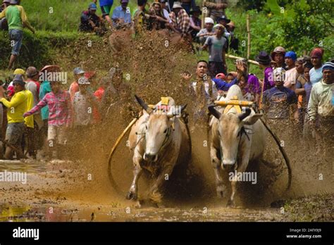 El Pacu Jawi Raza De Toro Es Un Toro De La Raza Tradicional En El