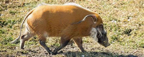 Red River Hog | Animals Wiki | Fandom