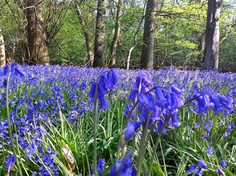 The Famous Flowering Plants In Scotland Scotlandguides