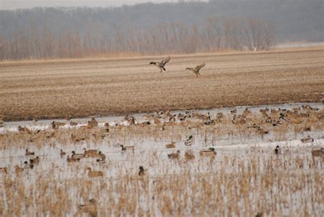 Missouriwhere The Mallard Duck Is King