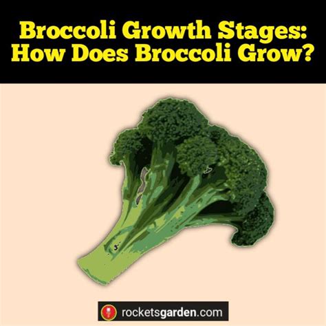 Broccoli Growth Stages How Does Broccoli Grow