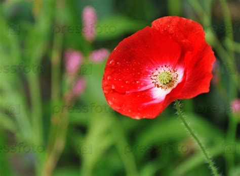 Фотография на тему Цветок мака | PressFoto