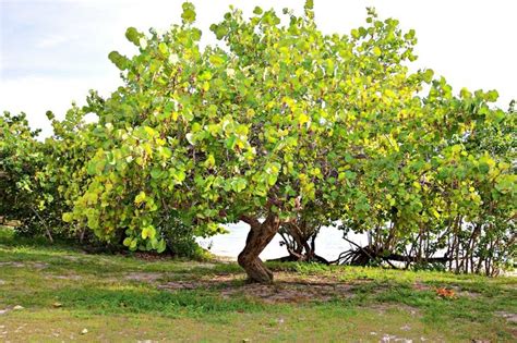 Arbol De Uvas Playeras Plants Grapes Tree