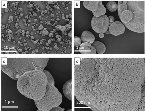 Figure 1 SEM Micrographs Of Sepia Melanin Granules At 1 00K X A 10