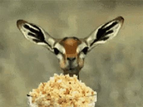 Giraffe Eating Popcorn Gif GIFs | Tenor