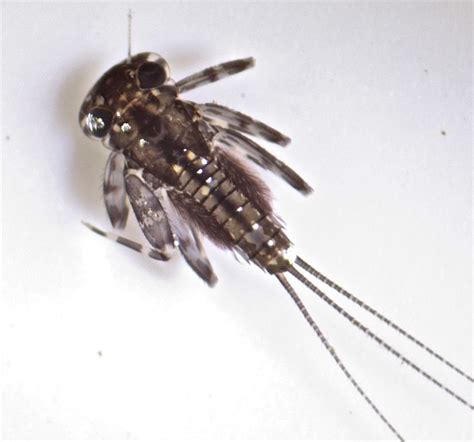 mayfly larvae family heptageniidae | Aquatic insects, Insects, Mayfly