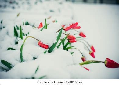 Martisor Baba Marta Symbols Spring Rope Stock Photo 2246343419 | Shutterstock