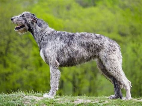 Can A Irish Wolfhound Kill A Wolf