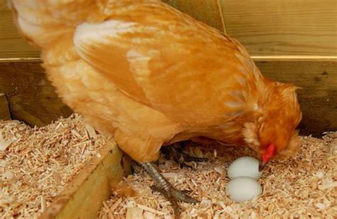 Qué hacer para evitar que las gallinas picoteen y se coman los huevos