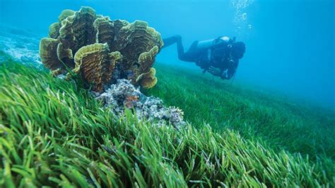 Padang Lamun Flora Laut Penting Yang Terus Tergerus