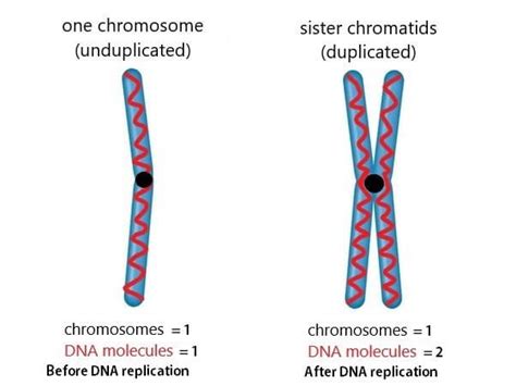 Chromosome Definition Structure Types And Composition Javatpoint