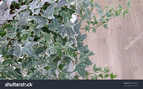 Potted English Ivy Hedera Helix Glacier Stock Photo 783960931