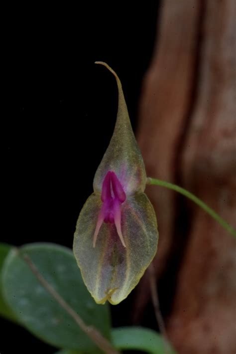 Lepanthes Schugii Wiel Driessen Flickr