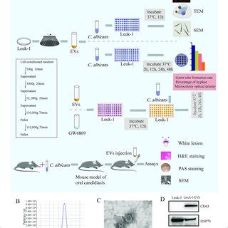 Flow Chart Of The Experiment And Characterization Of Evs Derived From