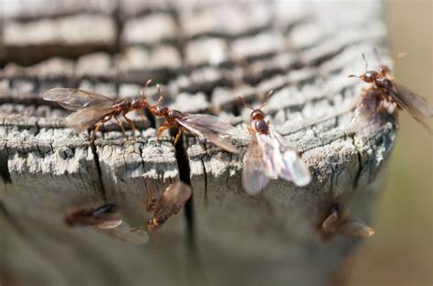 Do Tree Stumps In Your Yard Attract Termites Pest Control Heroes