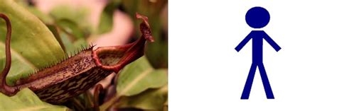 Can Pitcher Plants Eat Humans Carnivorous Plants Guide